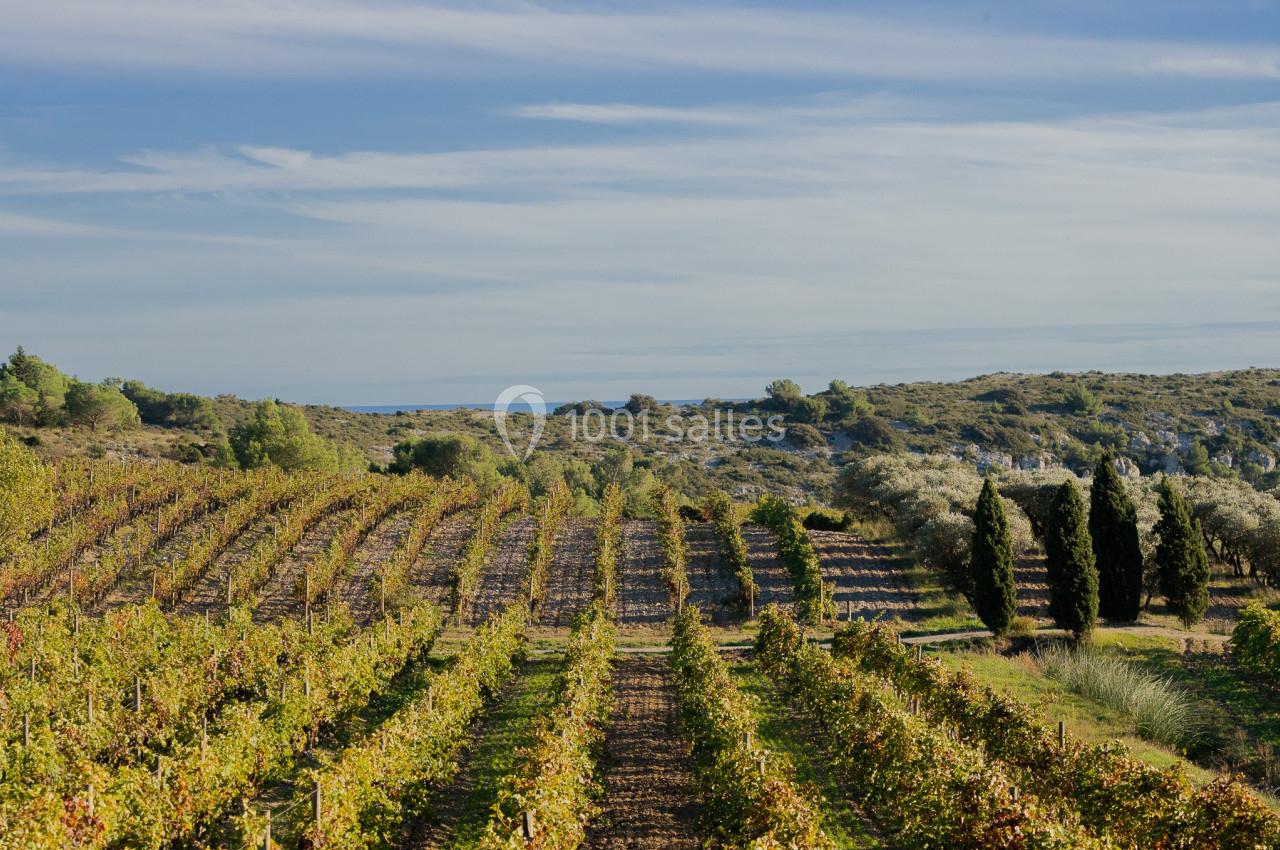 Vignes à perte de vue