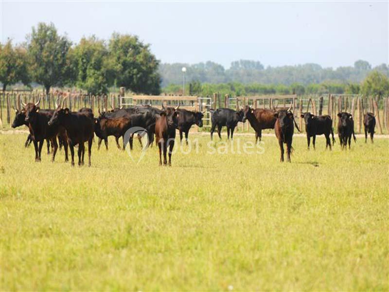 Un troupeau de taureaux noirs dans un champ verdoyant, avec des arbres et des clôtures en arrière-plan.