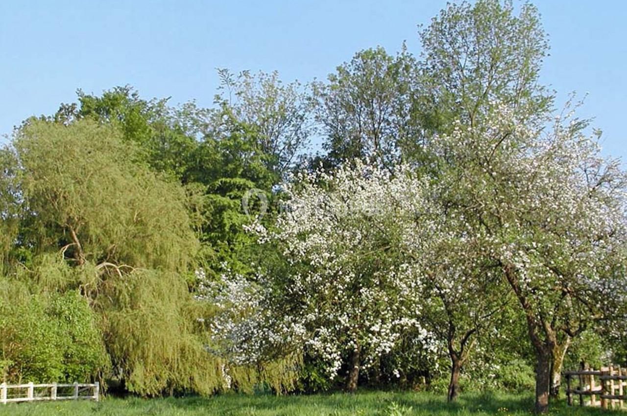 Des arbres en fleurs et feuillus dans un paysage verdoyant sous un ciel bleu clair.
