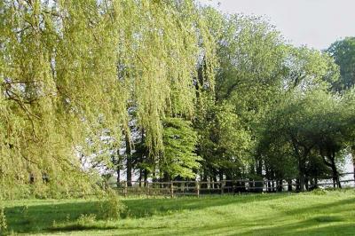 Table extérieure dressée avec des décorations vertes, des verres et des boissons, devant un bâtiment en briques.