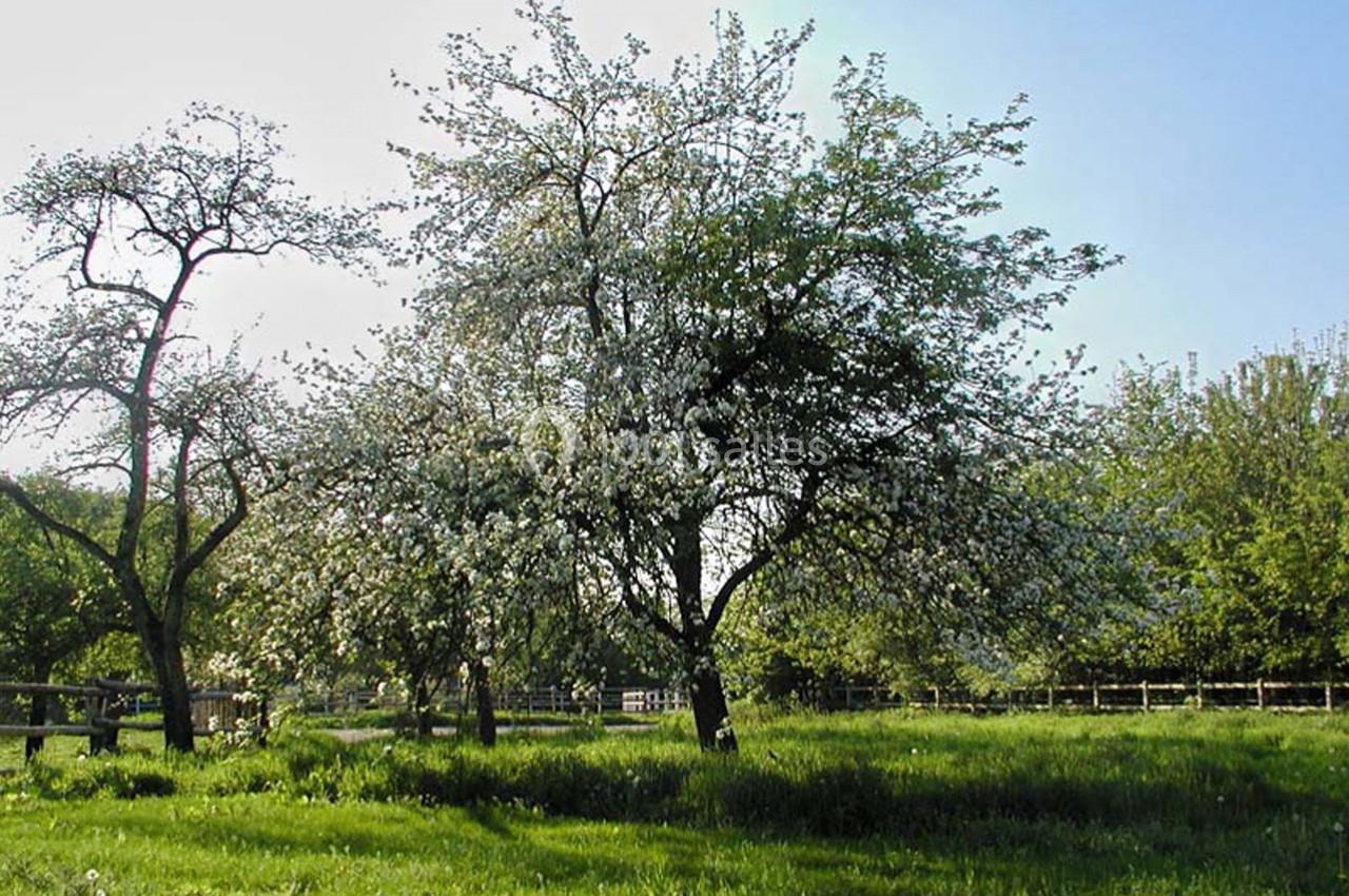Arbre en fleurs dans un pré verdoyant, entouré de végétation et éclairé par une lumière naturelle.