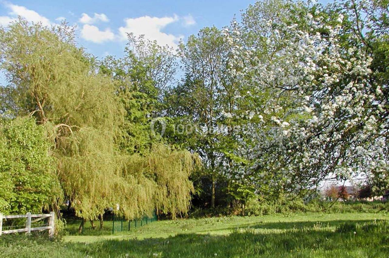 Paysage printanier avec arbres en fleurs, saule pleureur et prairie verdoyante sous un ciel bleu.