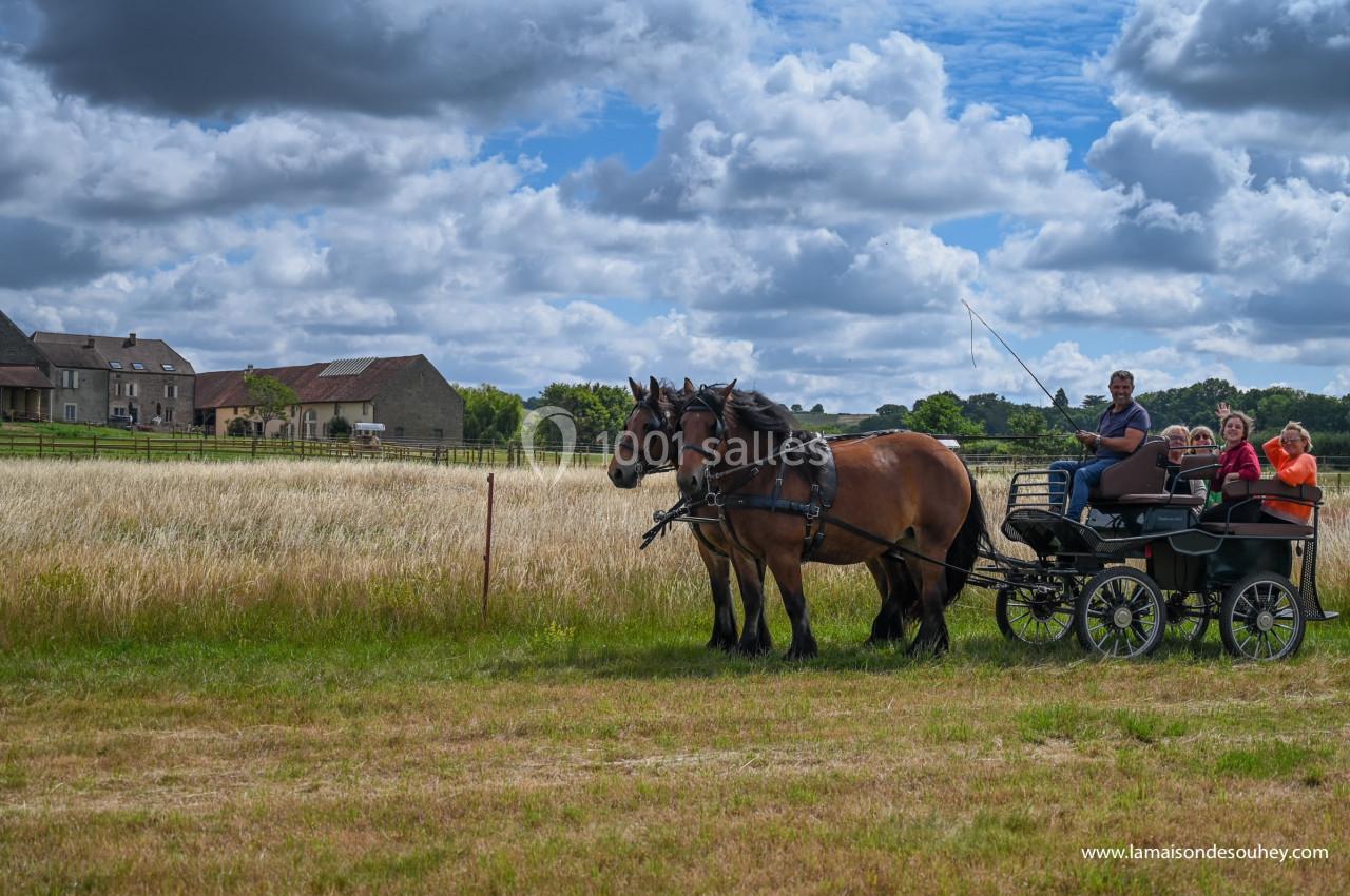 Deux chevaux tirant une calèche avec quatre personnes, dans un paysage rural sous un ciel nuageux.