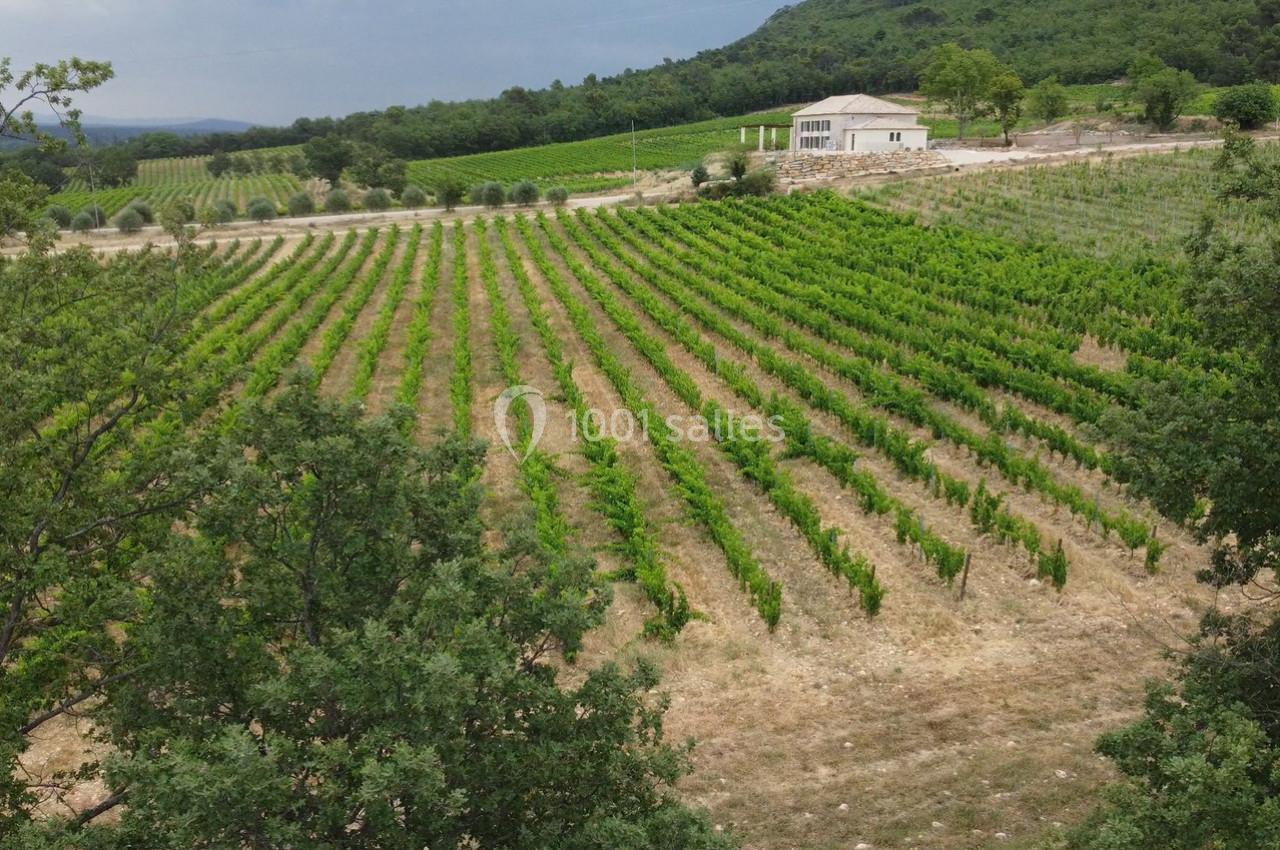 Vignes verdoyantes s'étendant sur une colline, avec une maison blanche en arrière-plan entourée de végétation.