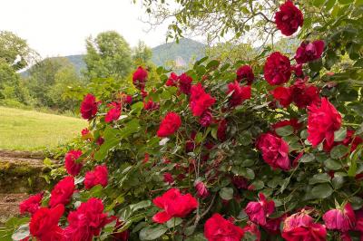 Location salle Sainte-Colome (Pyrénées-Atlantiques) - Les Jardins du Cot #25