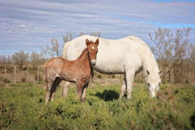 Une jument blanche et son poulain brun se tiennent dans un champ verdoyant sous un ciel partiellement nuageux.