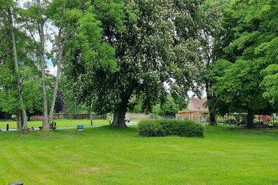 Des chèvres se tiennent près d'une clôture dans un champ herbeux entouré de barrières en bois.