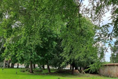 Des chèvres se tiennent près d'une clôture dans un champ herbeux entouré de barrières en bois.