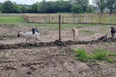 Des chèvres se tiennent près d'une clôture dans un champ herbeux entouré de barrières en bois.