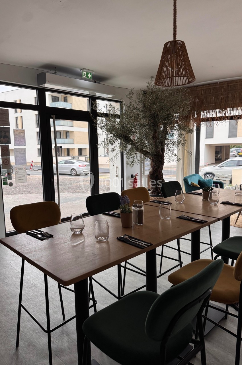 Salle de restaurant lumineuse avec tables en bois, chaises colorées et un olivier décoratif près de la fenêtre.