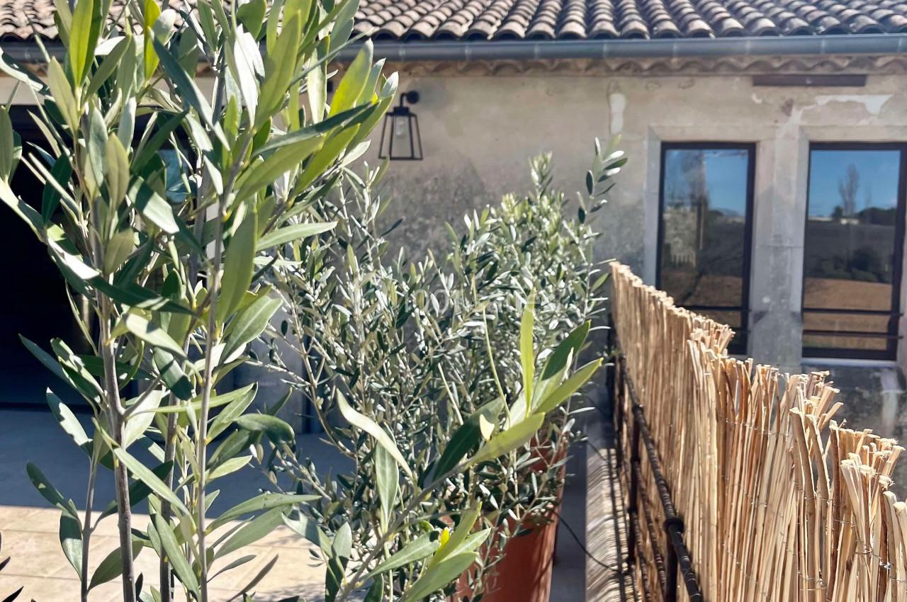 Plantes d'olivier en pots alignées près d'une clôture en bambou, devant une maison en pierre sous un ciel bleu.