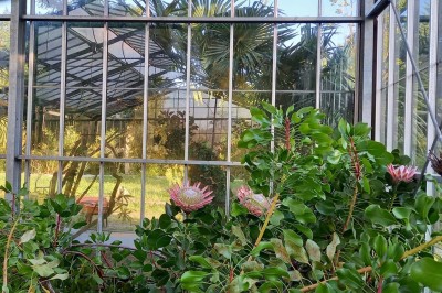 Miniature Location salle Névez (Finistère) - Jardins et Serres de Rospico #8 Grande salle lumineuse avec sol rouge, toit en verre, chaises blanches, comptoir et décorations suspendues.