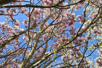 Miniature Location salle Névez (Finistère) - Jardins et Serres de Rospico #10 Grande salle lumineuse avec sol rouge, toit en verre, chaises blanches, comptoir et décorations suspendues.