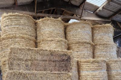 Location salle Guérande (Loire-Atlantique) - Ferme Lait Prés Verts #41