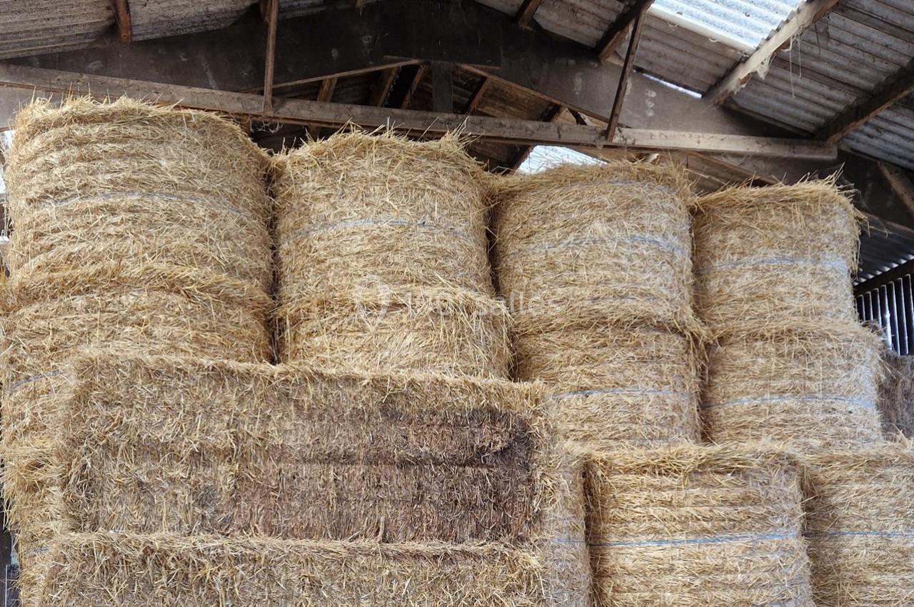 Location salle Guérande (Loire-Atlantique) - Ferme Lait Prés Verts #17