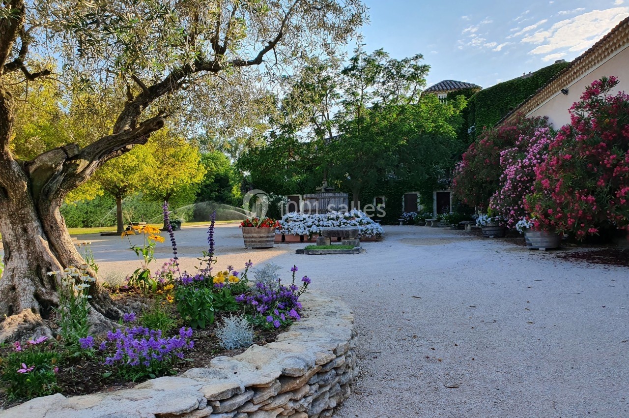 Cour ensoleillée avec parterre de fleurs colorées, grand olivier et bâtiments entourés de végétation.