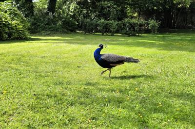 Deux verres de cocktail bleu posés sur le bord d'une piscine, avec une serviette blanche enroulée à côté.
