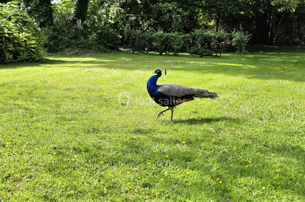 Un paon marche sur une pelouse verdoyante entourée d'arbres et de buissons.
