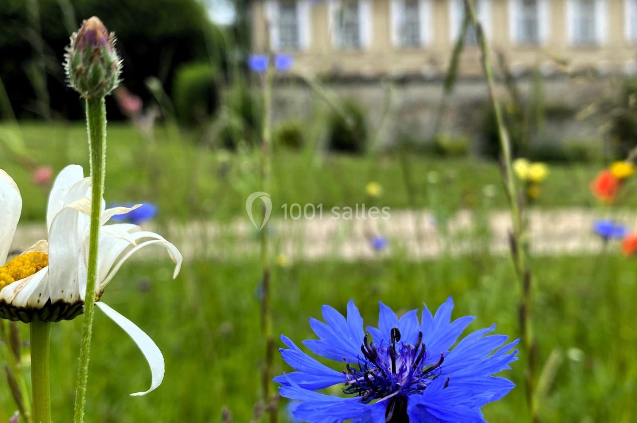 Fleur de bleuet en gros plan dans un pré fleuri, avec une maison floutée en arrière-plan.