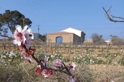 Location salle Rieux-Minervois (Aude) - Domaine Saint Augustin  #15