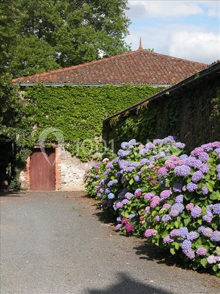 Façade en pierre recouverte de lierre avec hortensias fleuris en premier plan, sous un ciel partiellement nuageux.