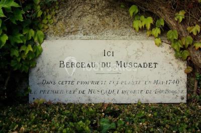 Rangées de tonneaux en bois alignés dans une cave voûtée avec éclairage tamisé.