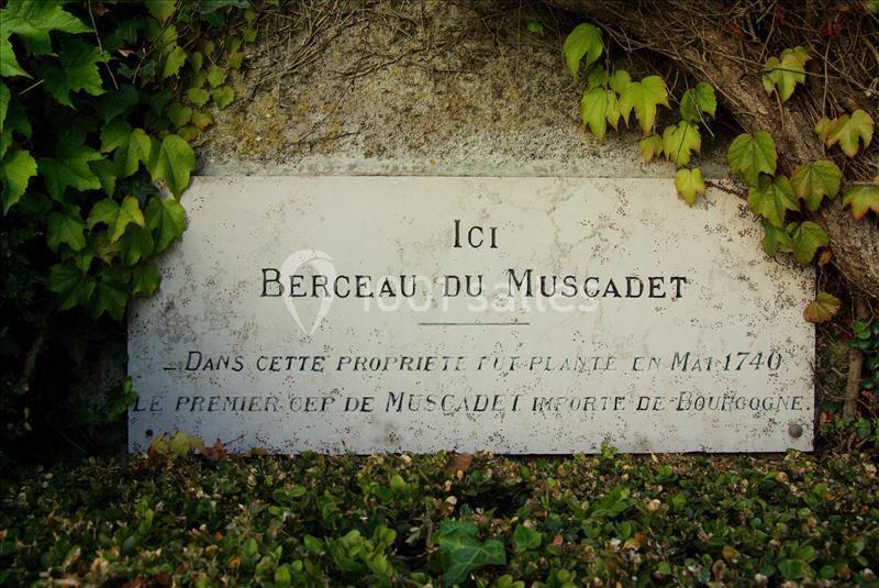 Plaque en pierre indiquant l'origine du premier cep de Muscadet planté en 1740, entourée de végétation.