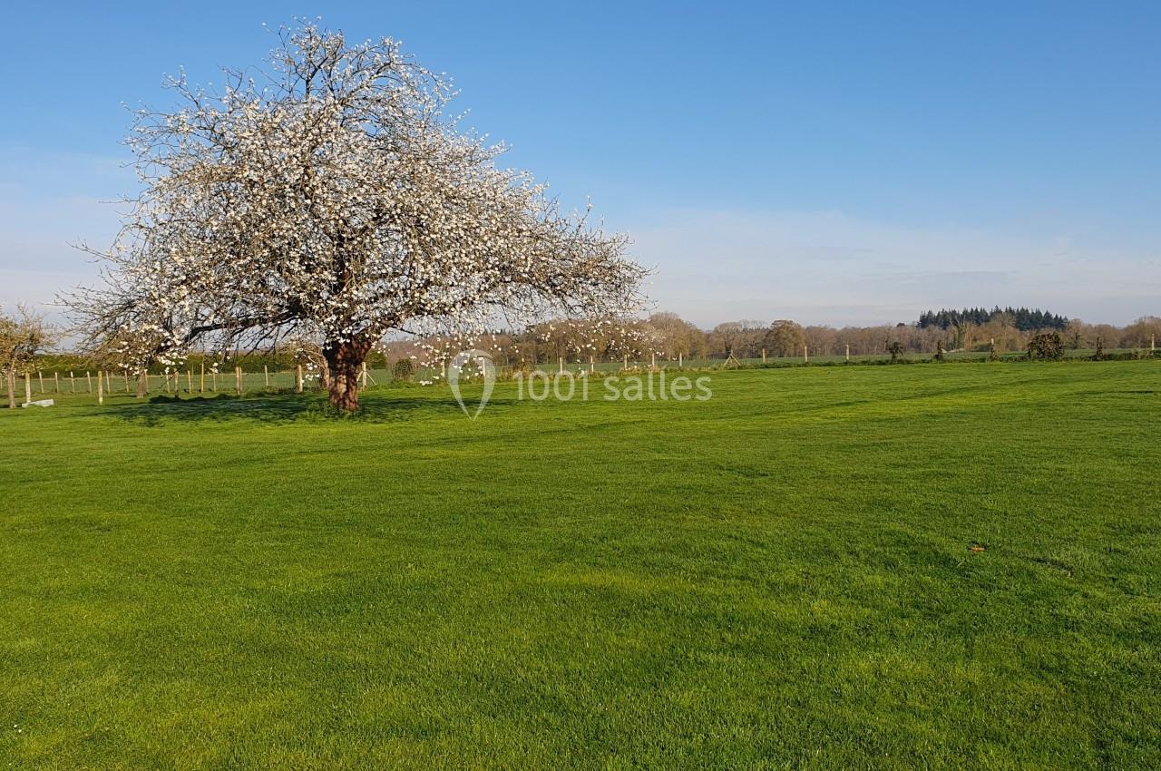 Un arbre en fleurs blanches au milieu d'une prairie verdoyante sous un ciel bleu dégagé.