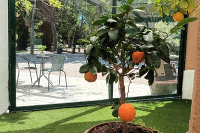 Salon lumineux avec mobilier en résine tressée, plantes vertes, tapis rond en jute et rideaux sombres.
