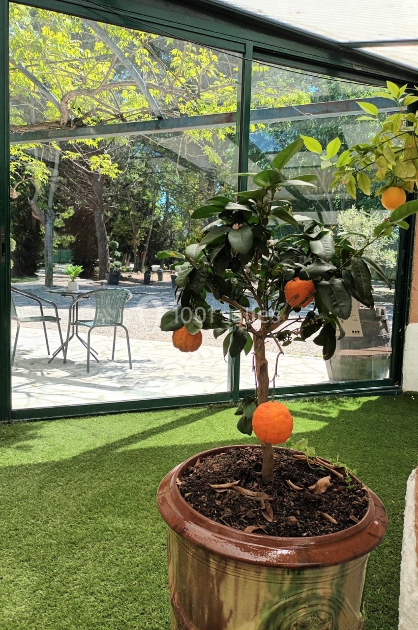 Petit oranger en pot avec des fruits mûrs, placé sur une terrasse ensoleillée avec vue sur un jardin et des arbres.