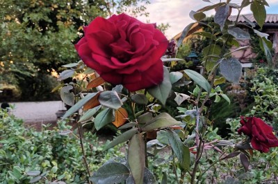 Salon lumineux avec mobilier en résine tressée, plantes vertes, tapis rond en jute et rideaux sombres.