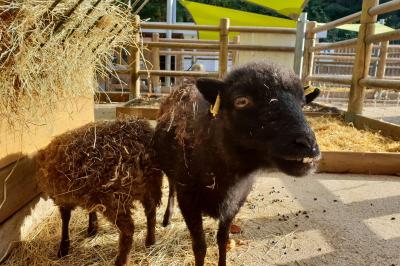 Location salle Issy-les-Moulineaux (Hauts-de-Seine) - Les Bergeries d'Issy #8