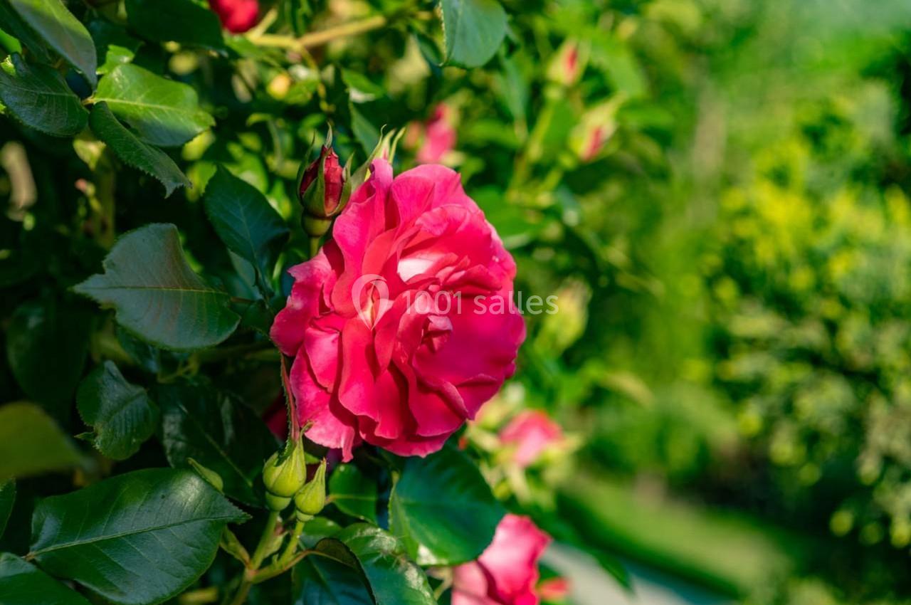 Rose rouge épanouie entourée de feuilles vertes dans un jardin ensoleillé.