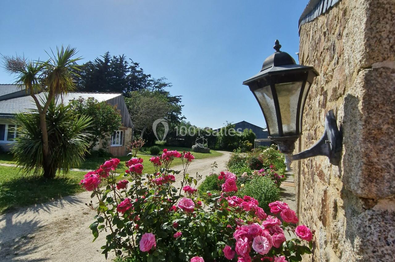 Massif de roses en fleurs le long d'un chemin ensoleillé, avec une lanterne fixée à un mur en pierre.