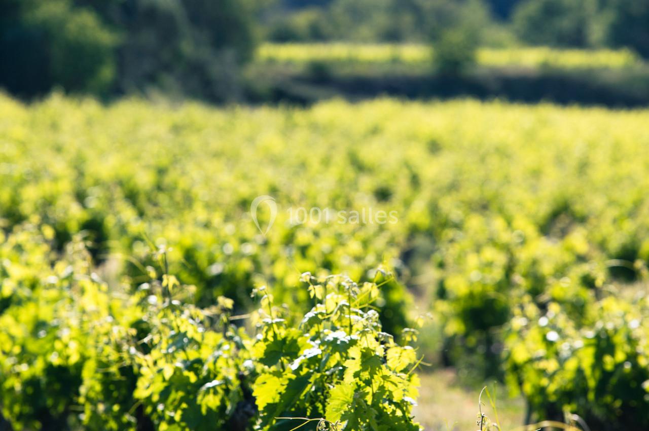 Vignes verdoyantes alignées dans un paysage rural sous un ciel clair.