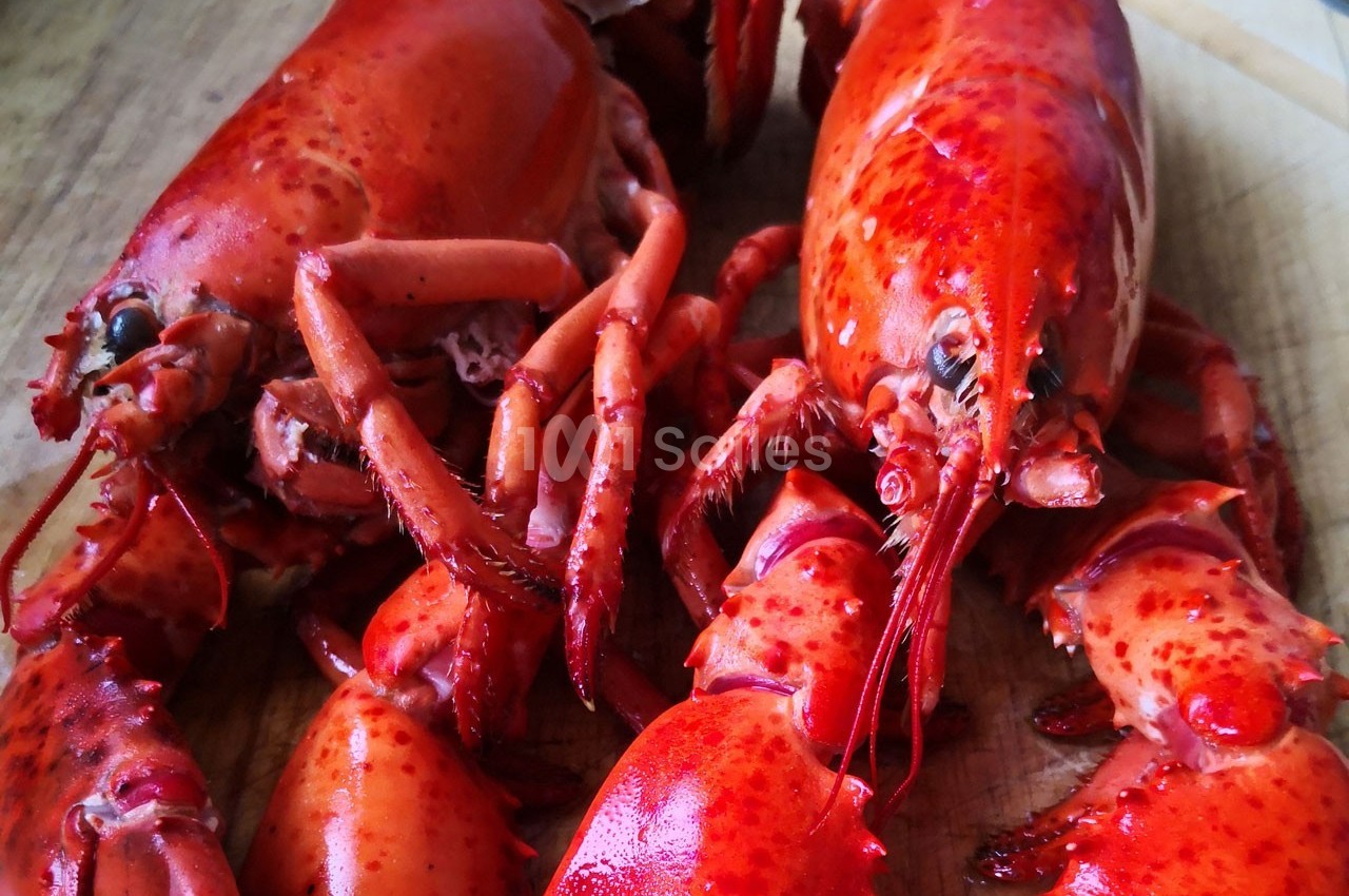 Oscarfood - galerie - photo 41