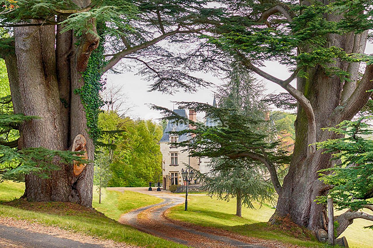 Allée bordée de grands arbres menant à une maison de style ancien entourée de verdure.