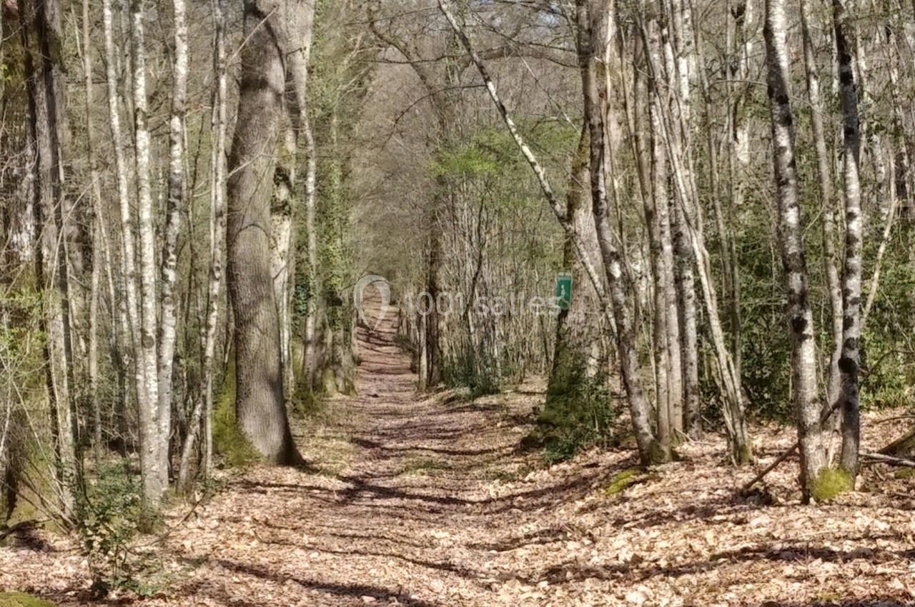 Chemin forestier étroit bordé d'arbres aux troncs clairs, avec un sol couvert de feuilles mortes.