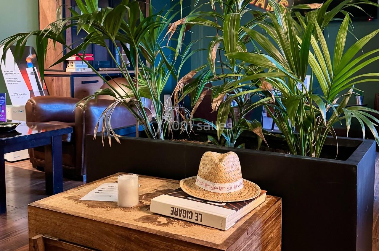 Plantes vertes dans un grand pot noir devant un coffre en bois avec un chapeau de paille et des livres, dans un salon.