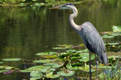 Cuisine professionnelle avec plans de travail en inox, réfrigérateurs, sol en bois clair et murs carrelés gris.