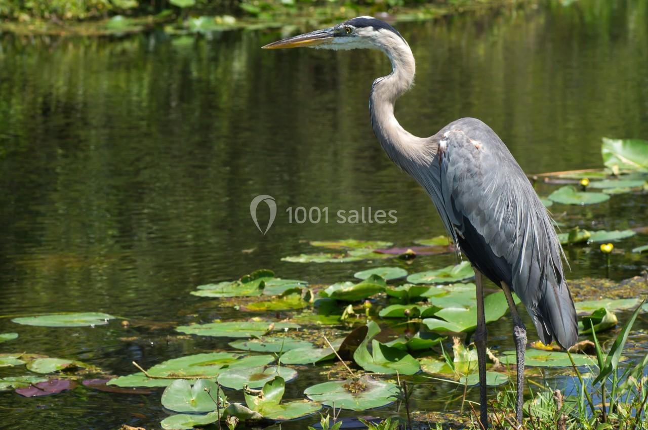 Héron bleu debout près d'un étang bordé de nénuphars et de végétation.