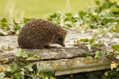 Cuisine professionnelle avec plans de travail en inox, réfrigérateurs, sol en bois clair et murs carrelés gris.