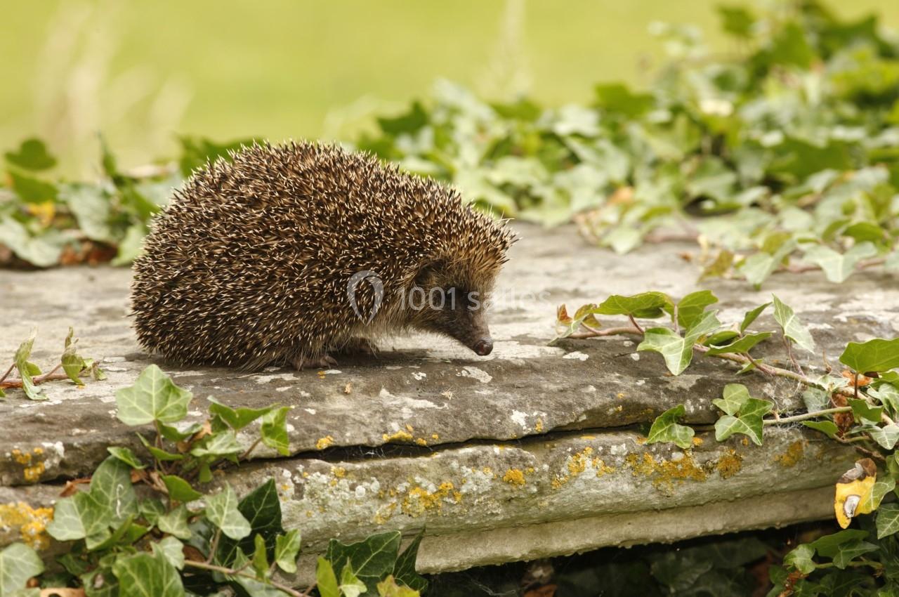 Hérisson marchant sur une pierre recouverte de mousse et entourée de feuilles de lierre, en extérieur.