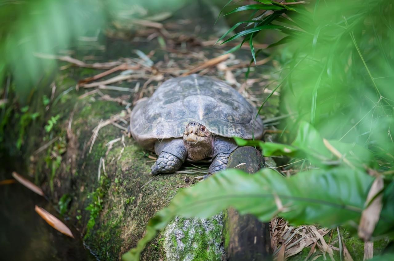 Tortue posée sur un rocher entouré de végétation tropicale.