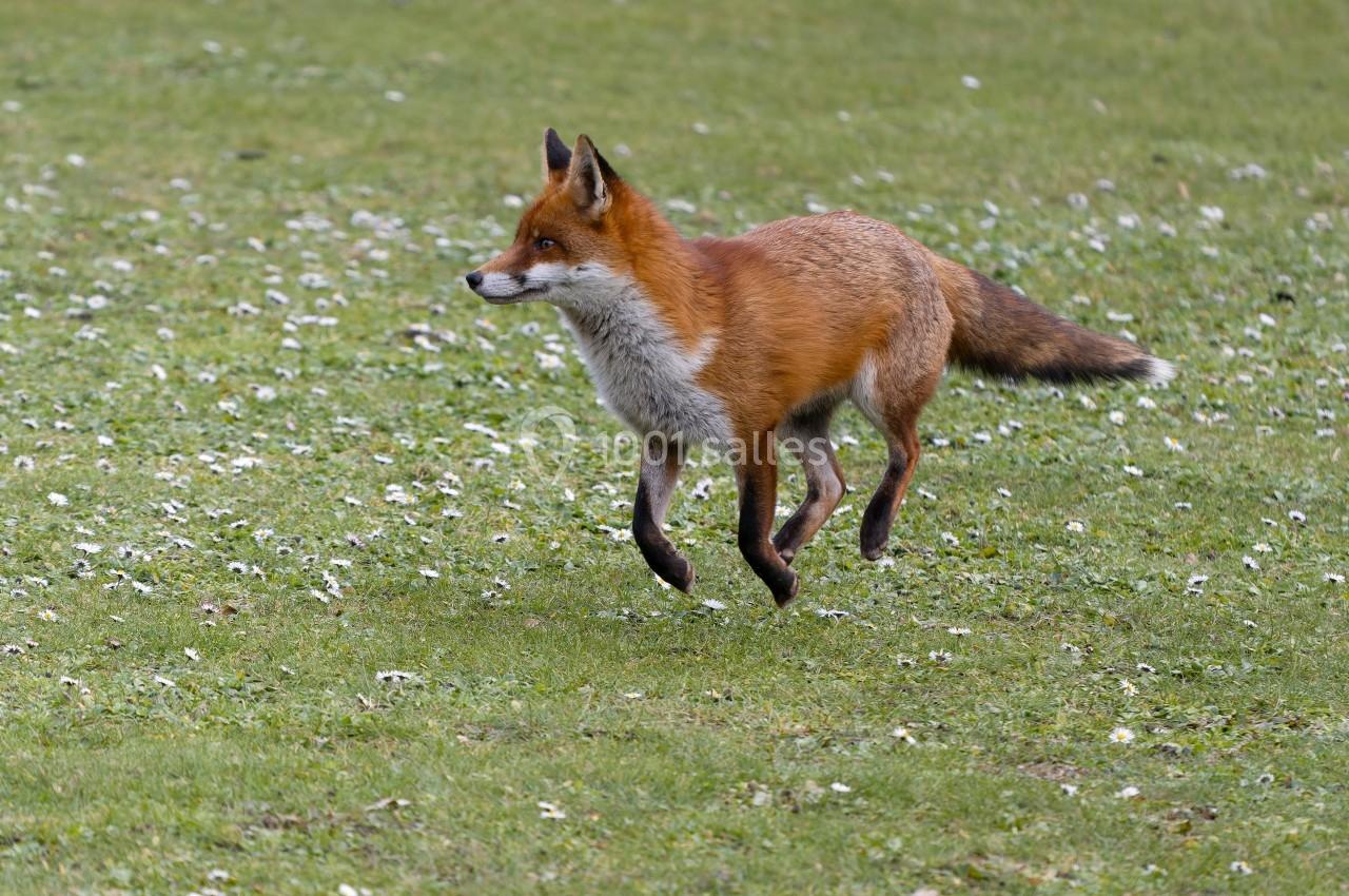 Un renard roux trotte sur une pelouse verte parsemée de petites fleurs blanches.