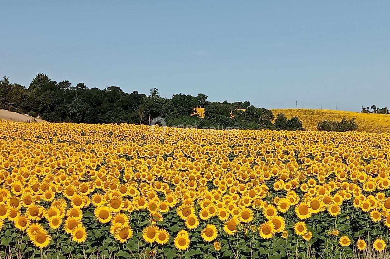 Location salle Caignac (Haute-Garonne) - L'Alba Réception #13