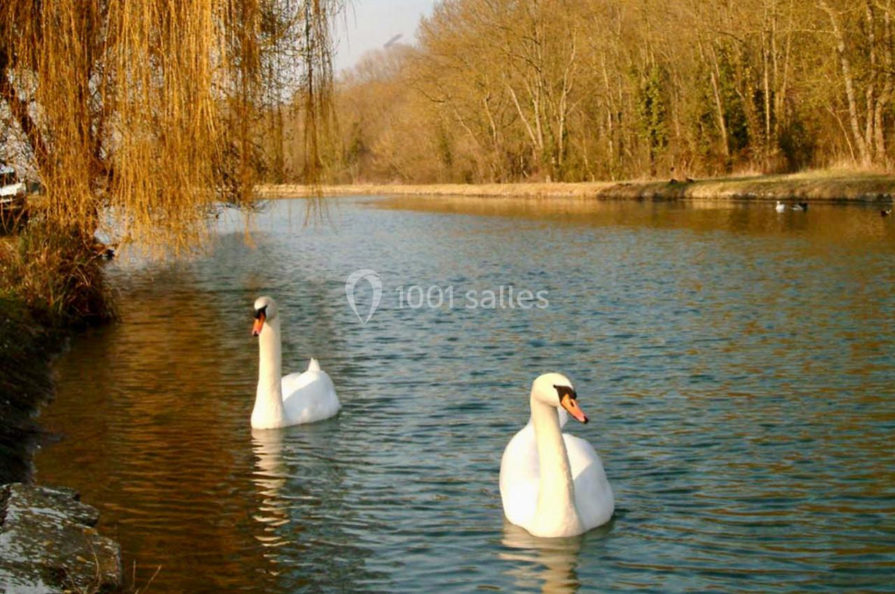 Deux cygnes blancs nageant sur une rivière bordée d'arbres et d'une végétation automnale.