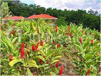 Location salle Le Morne-Rouge (Martinique) - Le Domaine De La Vallée #11