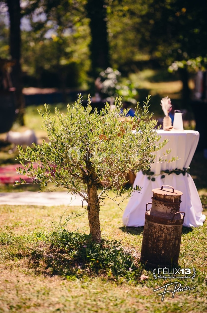 Petit olivier planté dans un jardin ensoleillé, avec une vieille cruche en métal et une table décorée en arrière-plan.