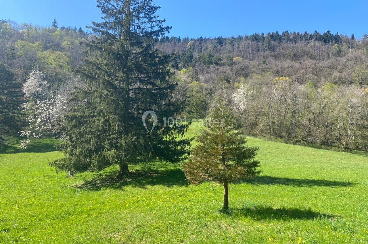 Deux sapins sur une prairie verdoyante, entourés d'arbres et d'une forêt en arrière-plan sous un ciel bleu.